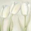 Whimsical Tulips - Trio: оригинал