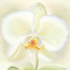 Whimsical Orchids - Trio: оригинал