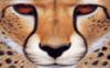 Схема вышивки «Глаза леопарда»