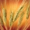 Схема вышивки « колосья пшеницы»