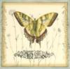 Butterfly Decoration: оригинал