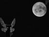 Кошка и луна.: оригинал