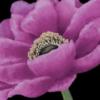 Purple Blossom: оригинал