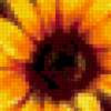 Sunflower Opulence: предпросмотр