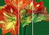 Схема вышивки «Flower Decoration - Triptych»