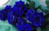 Голубые розы: оригинал
