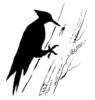 Woodpecker Silhouette: оригинал