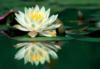 Схема вышивки «Beautiful lotus»