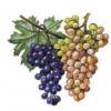 Схема вышивки «Сладкий виноград»