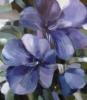 Схема вышивки «Bright Flowers - Blue»