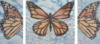 Monarch Butterfly Canvas: оригинал