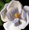 White Magnolia: оригинал