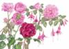 Схема вышивки «Розы и фуксии»