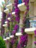 Балконы в цветах: оригинал