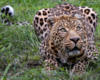 Схема вышивки «Леопард на охоте»