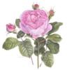 Схема вышивки «Нежная роза»