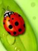 Ladybird: оригинал