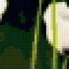 White Poppies on Green: предпросмотр