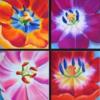 Схема вышивки «Bright Flowers - Collage»