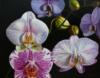 Схема вышивки «Такие разные орхидеи»