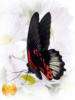 Бабочка Papilio rumanzovia.Phil: оригинал