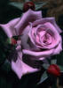 Схема вышивки «Сиреневая роза»