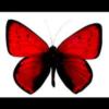 Схема вышивки «Красная бабочка»