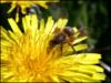 Пчелка на цветке: оригинал
