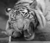 Схема вышивки «Смеющийся тигр ))»