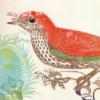 Схема вышивки «Bird Decoration - Red»