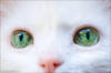 Схема вышивки «Белая кошка с зелеными глазами»