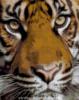 Схема вышивки «Взгляд тигра»