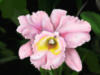Розовая орхидея: оригинал