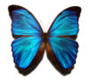 Схема вышивки «Синия бабочка»