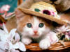 Схема вышивки «Кот в шляпе»