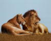 Схема вышивки «Лев и львица в степи»