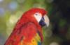 Схема вышивки «Красный попугай»