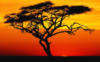Африканский закат: оригинал
