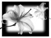 Схема вышивки «Черно-белое-цветы»