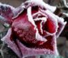 Схема вышивки «Зимняя роза»