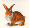 Кролик-тигр: оригинал
