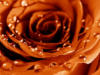 Схема вышивки «Шоколадная роза»
