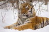 Тигр в снегу: оригинал