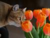 Схема вышивки «Кошка и тюльпаны»