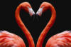 Схема вышивки «Фламинго и сердце»