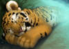 Схема вышивки «Тигр спит - не будить!»