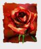 Схема вышивки «Роза в красном»