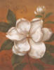 Схема вышивки «White Flower - Magnolia»