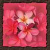 Схема вышивки «Розовые цветы»