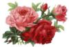 Розовые розы: оригинал